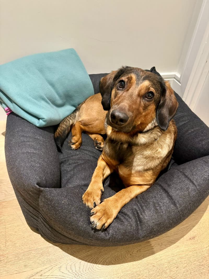 A dachshund lying in a grey donut bed on a wooden floor beside a folded mint blanket