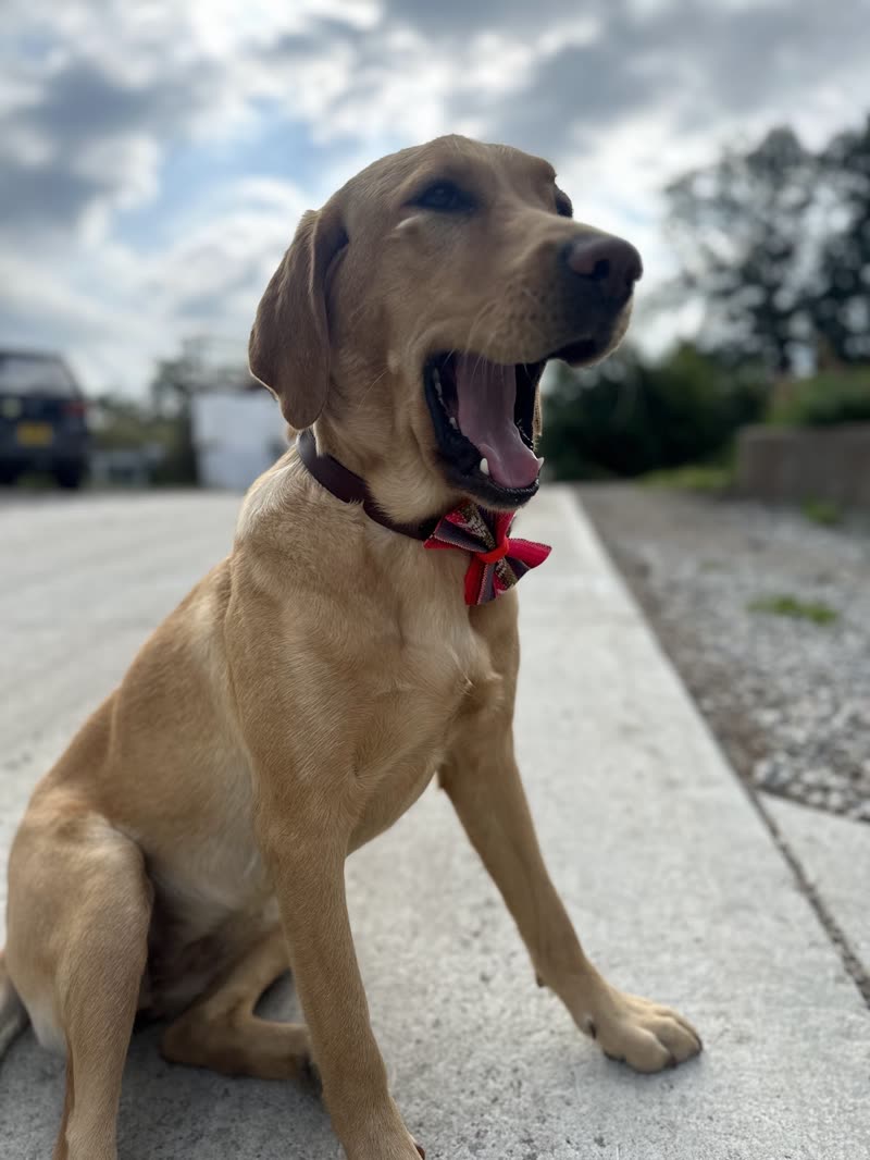 A fawn labrador in a red bandana sitting on a pavement mid-yawn
