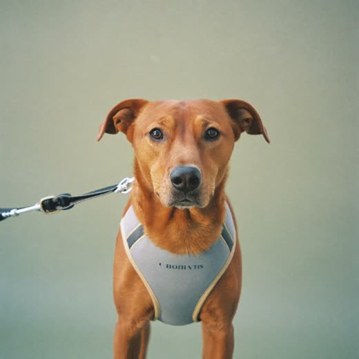 A dog wearing a padded walking harness
